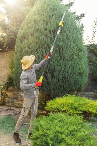 Best Tree Trimming and Pruning  in Merriam, KS